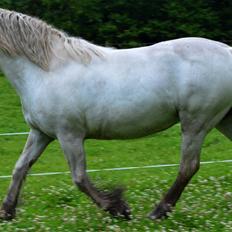 Irish Cob Tøsen *himmelhest*