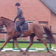 Dansk Varmblod Lundens Bosten (Kop)