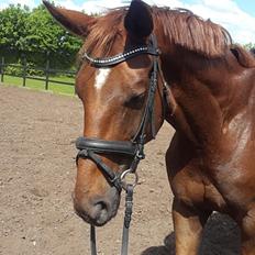 Dansk Varmblod Lundens Bosten (Kop)