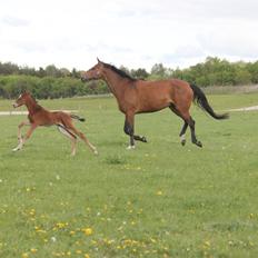 Dansk Varmblod Crystal Diamond