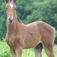 Dansk Varmblod Crystal Diamond