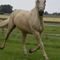 Palomino Soevangs CK One