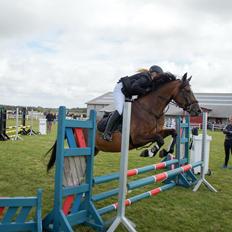Dansk Varmblod Rozquikkie sonéca