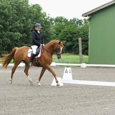 Palomino Brogaards shooting star