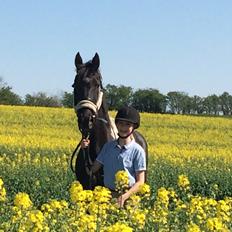 Barockpinto Rialto Bertram