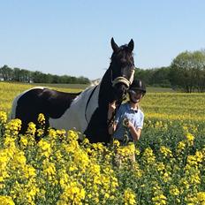 Barockpinto Rialto Bertram