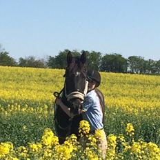 Barockpinto Rialto Bertram