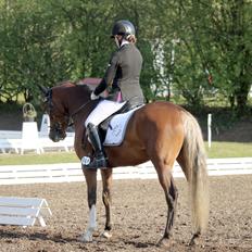 Tysk Sportspony Colorline 2