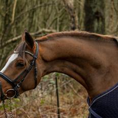 Tysk Sportspony Colorline 2