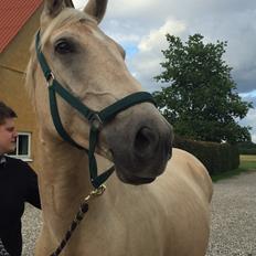 Palomino Soevangs CK One