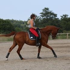 Hannoveraner Sans Sourci L'Derry Bell