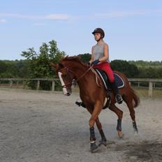 Hannoveraner Sans Sourci L'Derry Bell