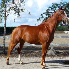 Hannoveraner Sans Sourci L'Derry Bell