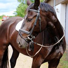 Anden særlig race Fonda