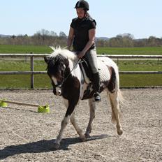 Lewitzer Olego - Tidl. hest