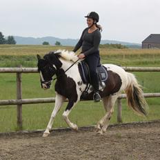 Lewitzer Olego - Tidl. hest