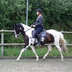 Lewitzer Olego - Tidl. hest