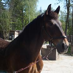 Anden særlig race Basse