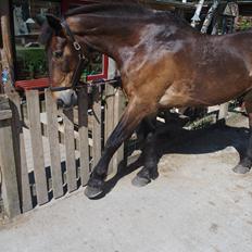 Anden særlig race Basse