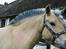 Fjordhest Romoses komma karizma - 10/6-16 ridelejrens sidste gang, hygge og sjov