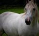 Irish Cob Tøsen *himmelhest*