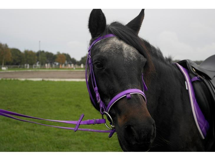 Anden særlig race Flicka billede 6