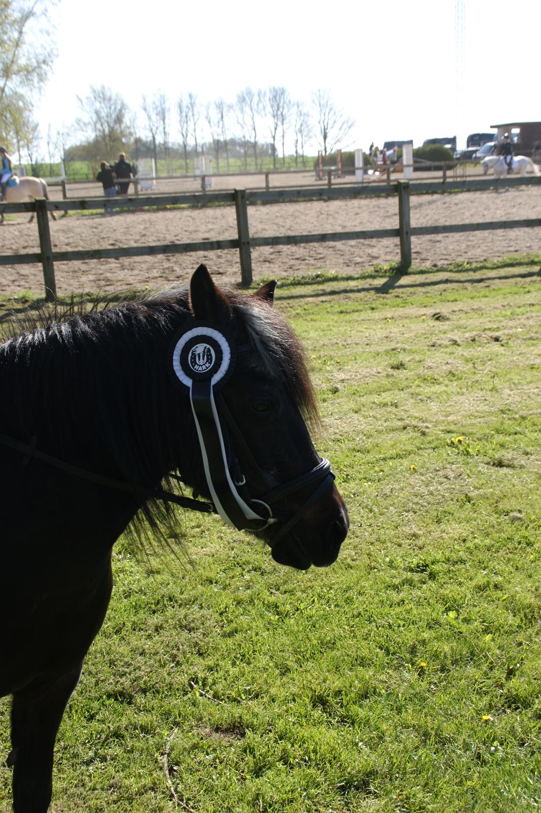 Anden særlig race Flicka billede 9