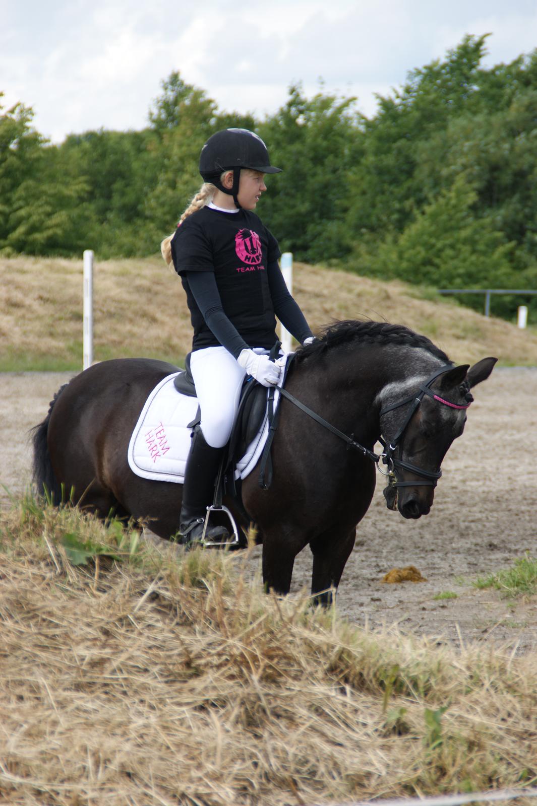 Anden særlig race Flicka - Landsfinalerne 2014 billede 7