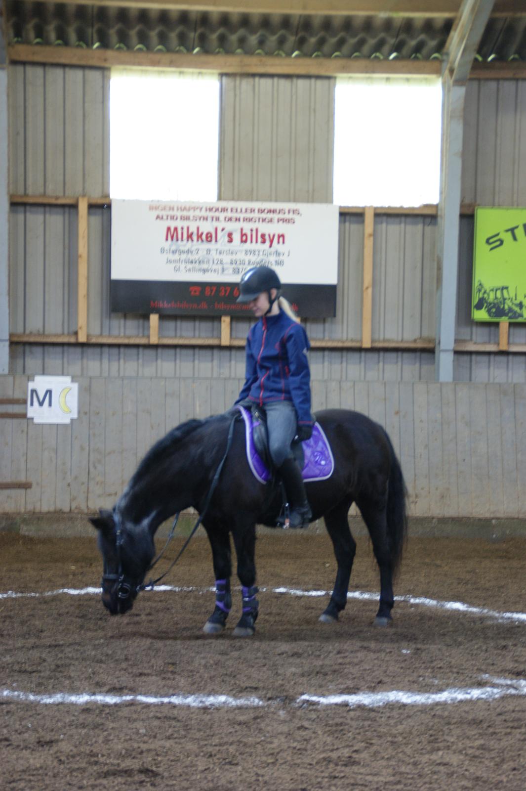 Anden særlig race Flicka billede 5