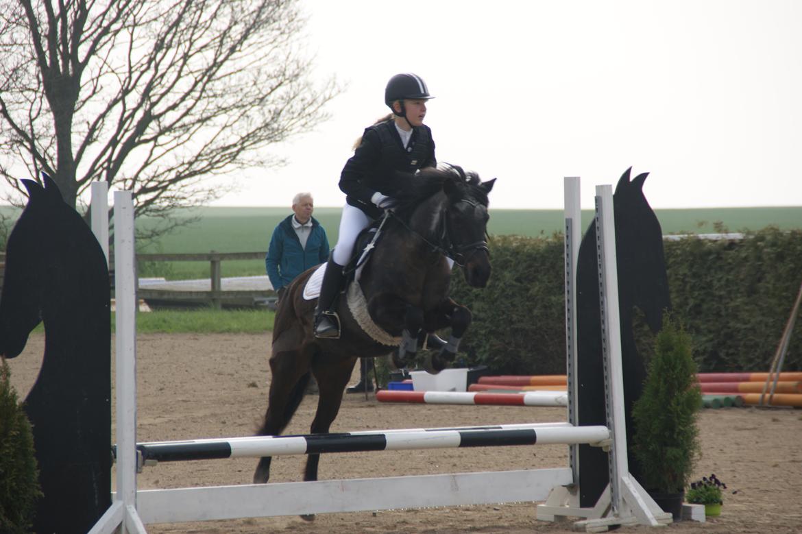 Anden særlig race Flicka billede 10