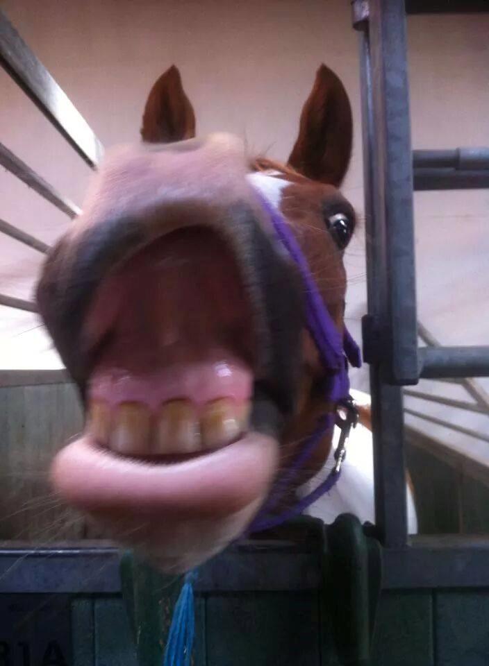 Pinto Mcquine billede 3