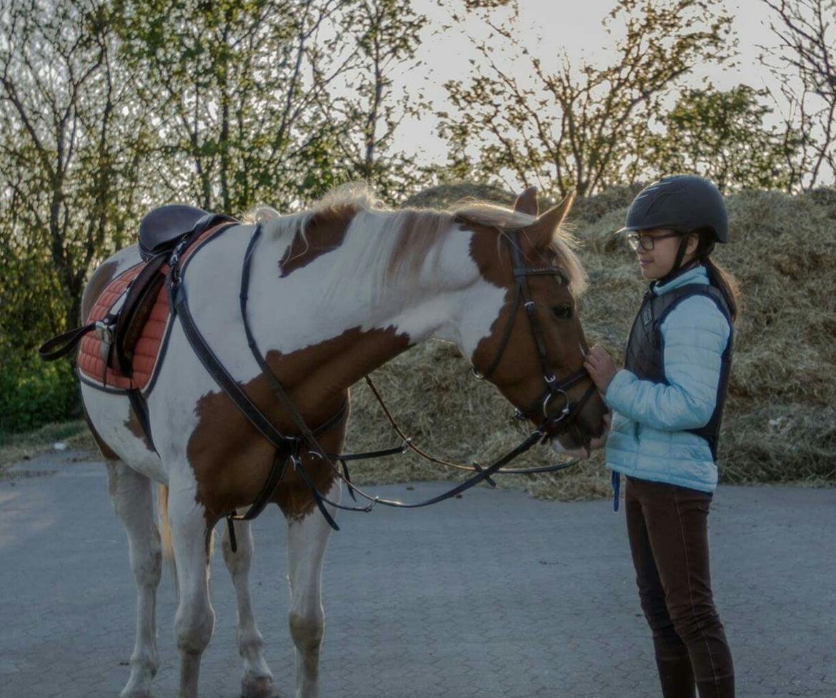 Pinto Mcquine billede 4