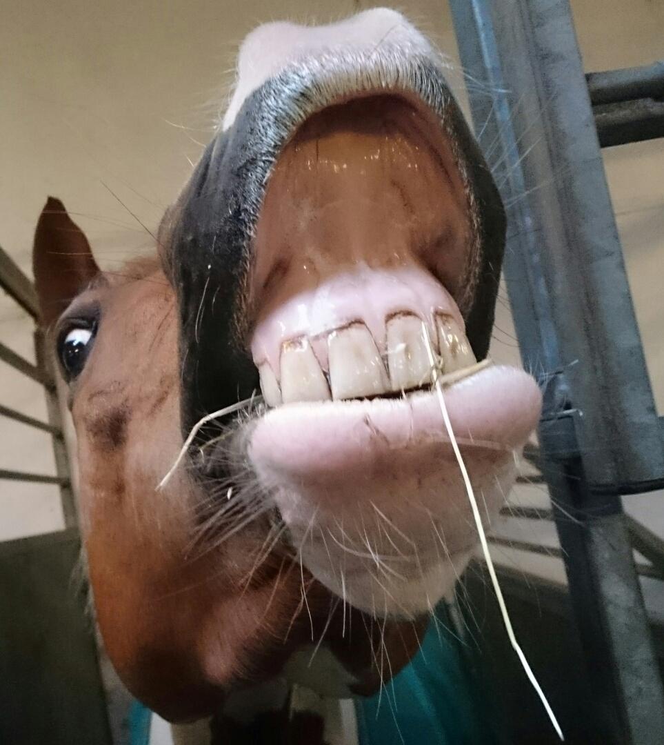 Pinto Mcquine billede 7