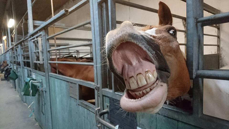 Pinto Mcquine billede 8