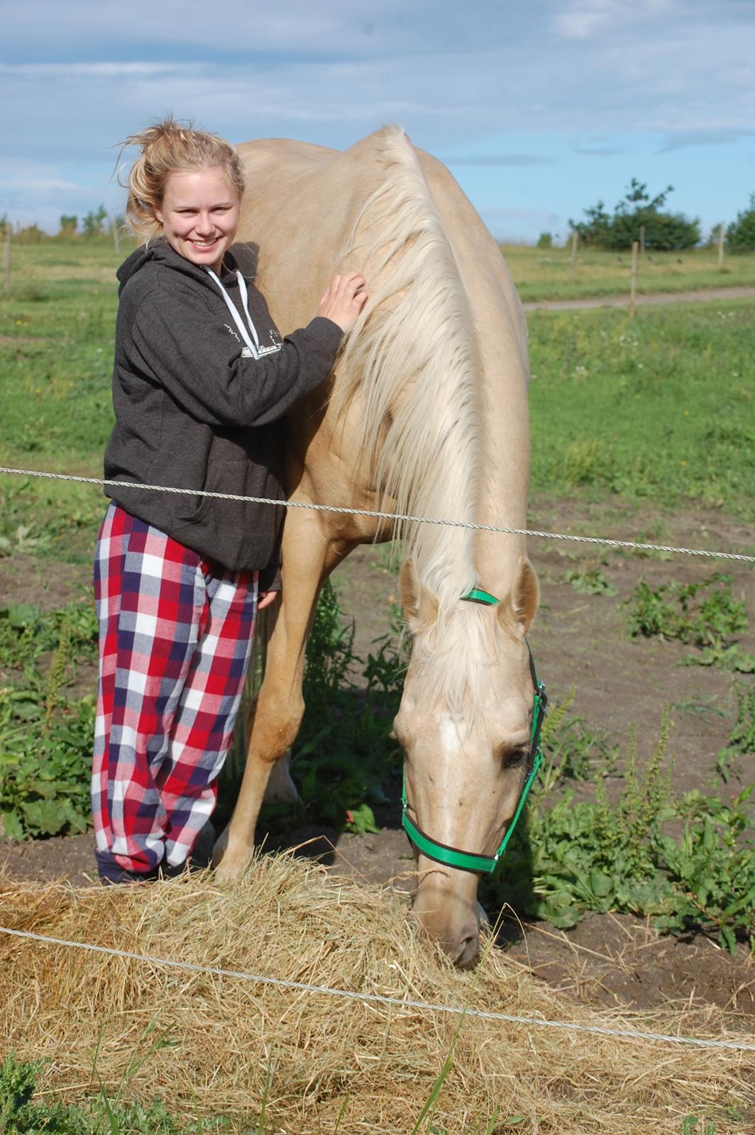 Palomino Golden Fashion *Elsket og Savnet"  - Et morgen billede efter man var kommet på fold - han ville nu bare spise :-D billede 12
