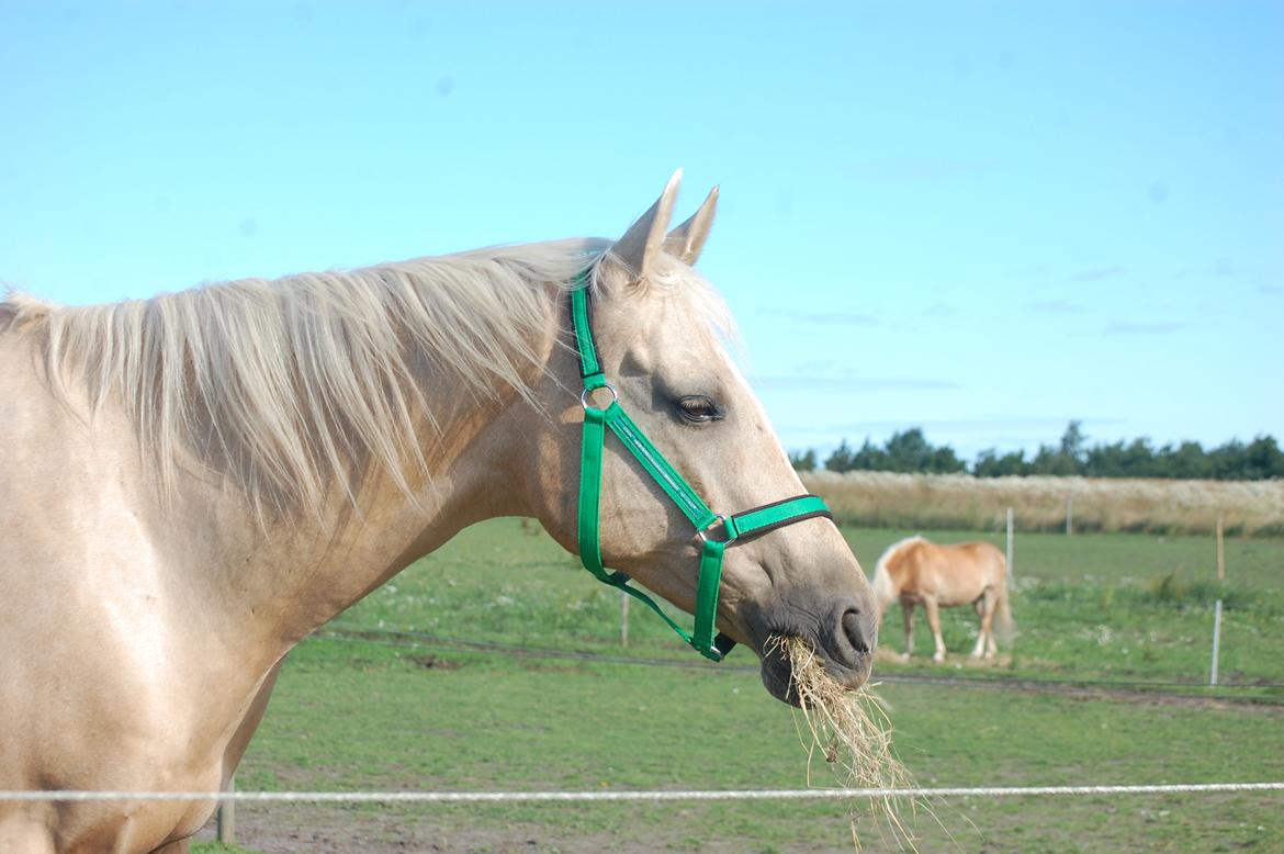 Palomino Golden Fashion *Elsket og Savnet"  billede 13