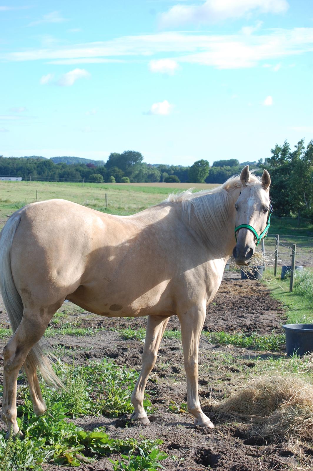 Palomino Golden Fashion *Elsket og Savnet"  billede 19