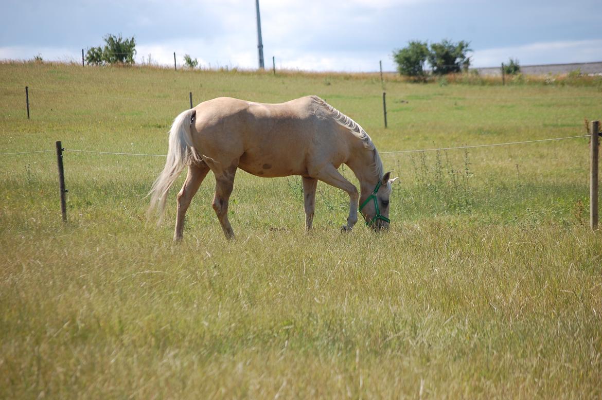 Palomino Golden Fashion *Elsket og Savnet"  billede 14