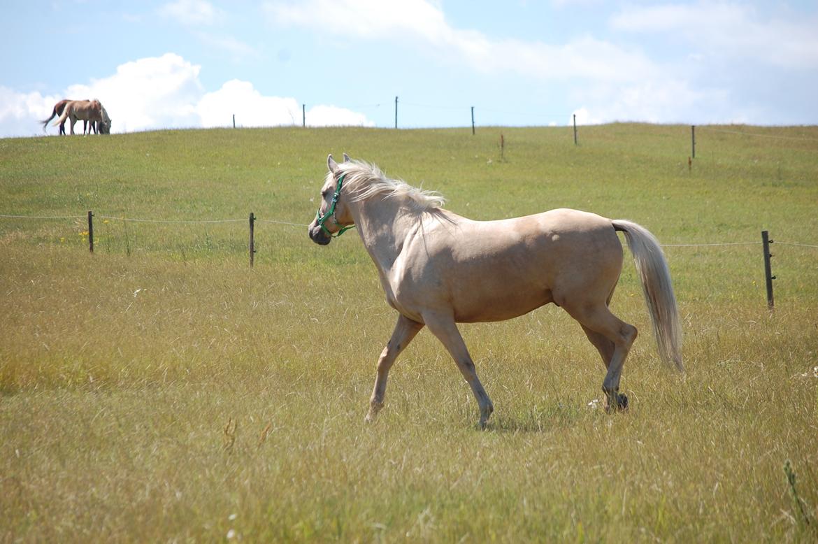 Palomino Golden Fashion *Elsket og Savnet"  billede 17