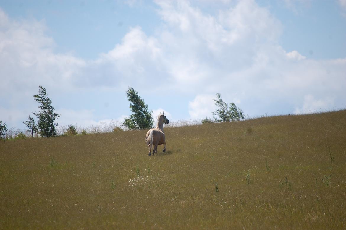 Palomino Golden Fashion *Elsket og Savnet"  billede 18