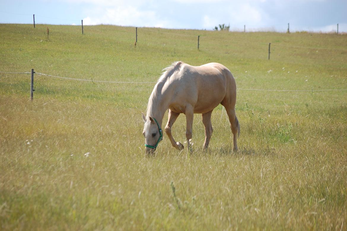 Palomino Golden Fashion *Elsket og Savnet"  billede 16