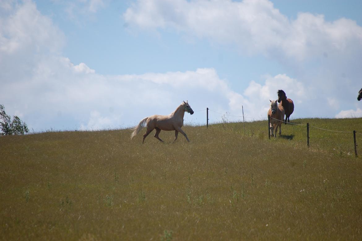 Palomino Golden Fashion *Elsket og Savnet"  billede 20