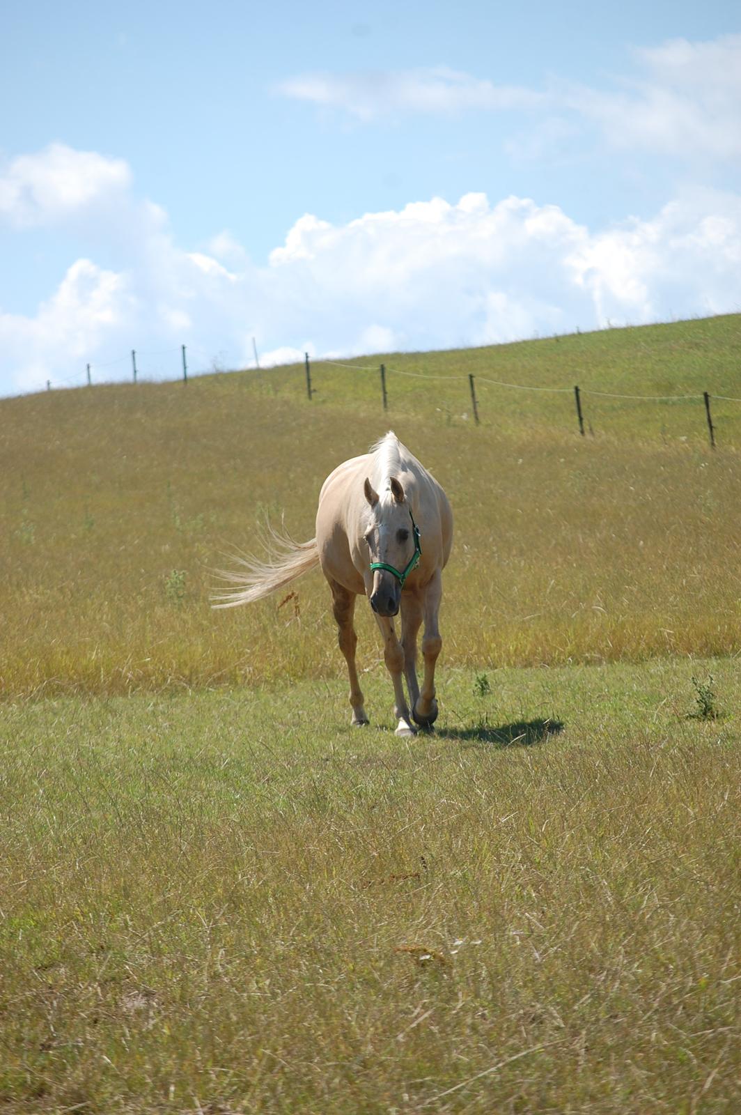 Palomino Golden Fashion *Elsket og Savnet"  billede 15