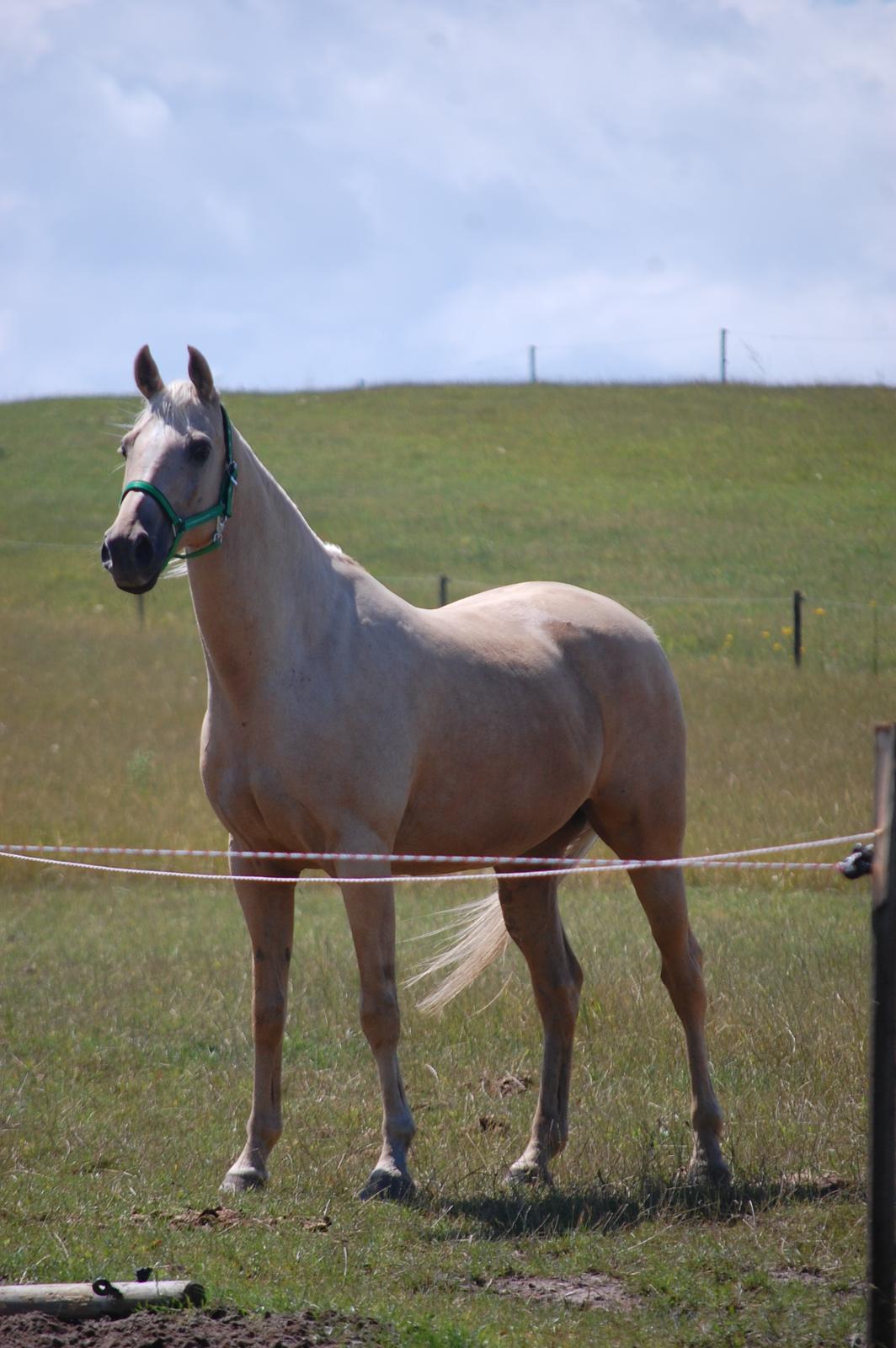 Palomino Golden Fashion *Elsket og Savnet"  billede 8