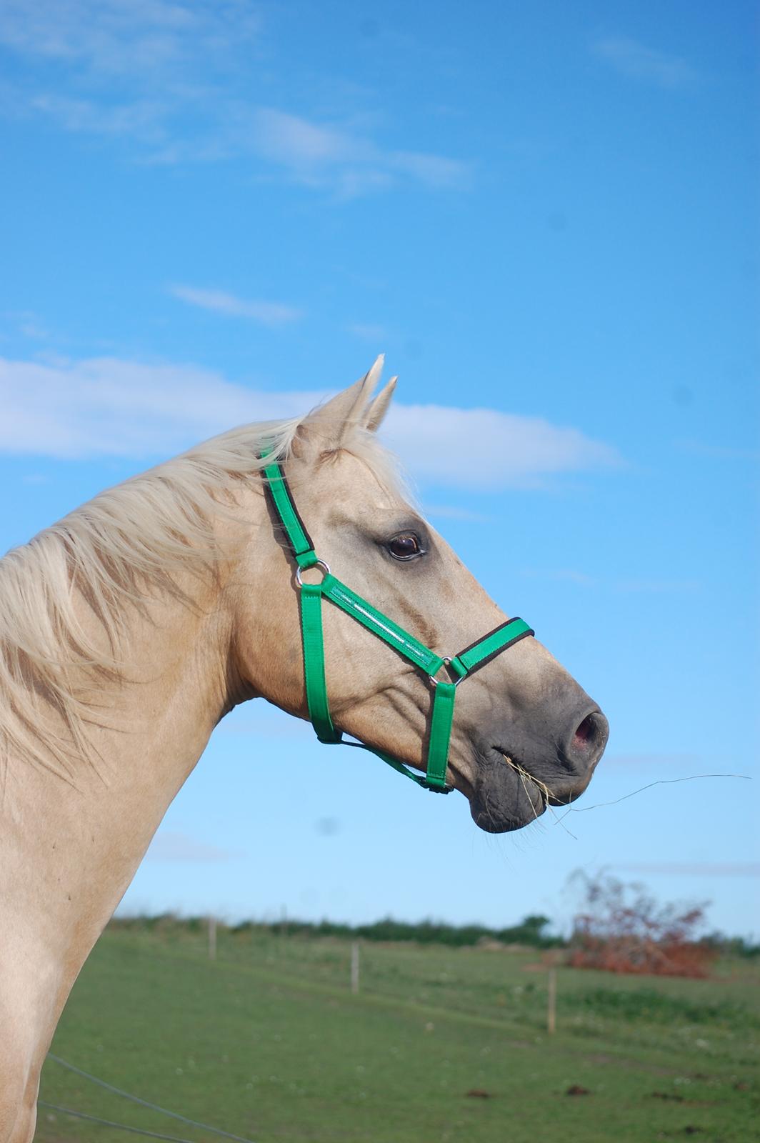 Palomino Golden Fashion *Elsket og Savnet"  billede 10