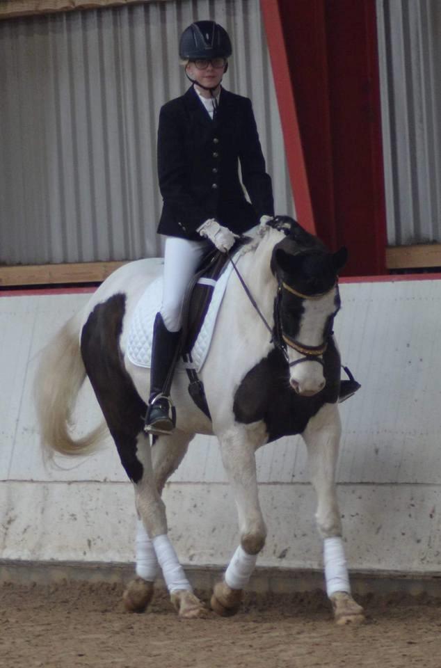 Pinto fighter billede 5