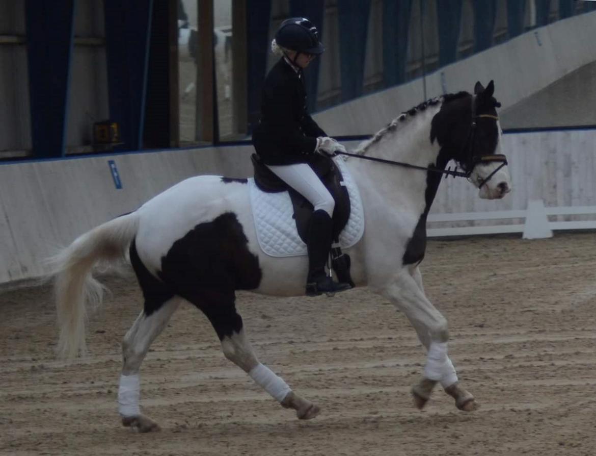 Pinto fighter billede 6