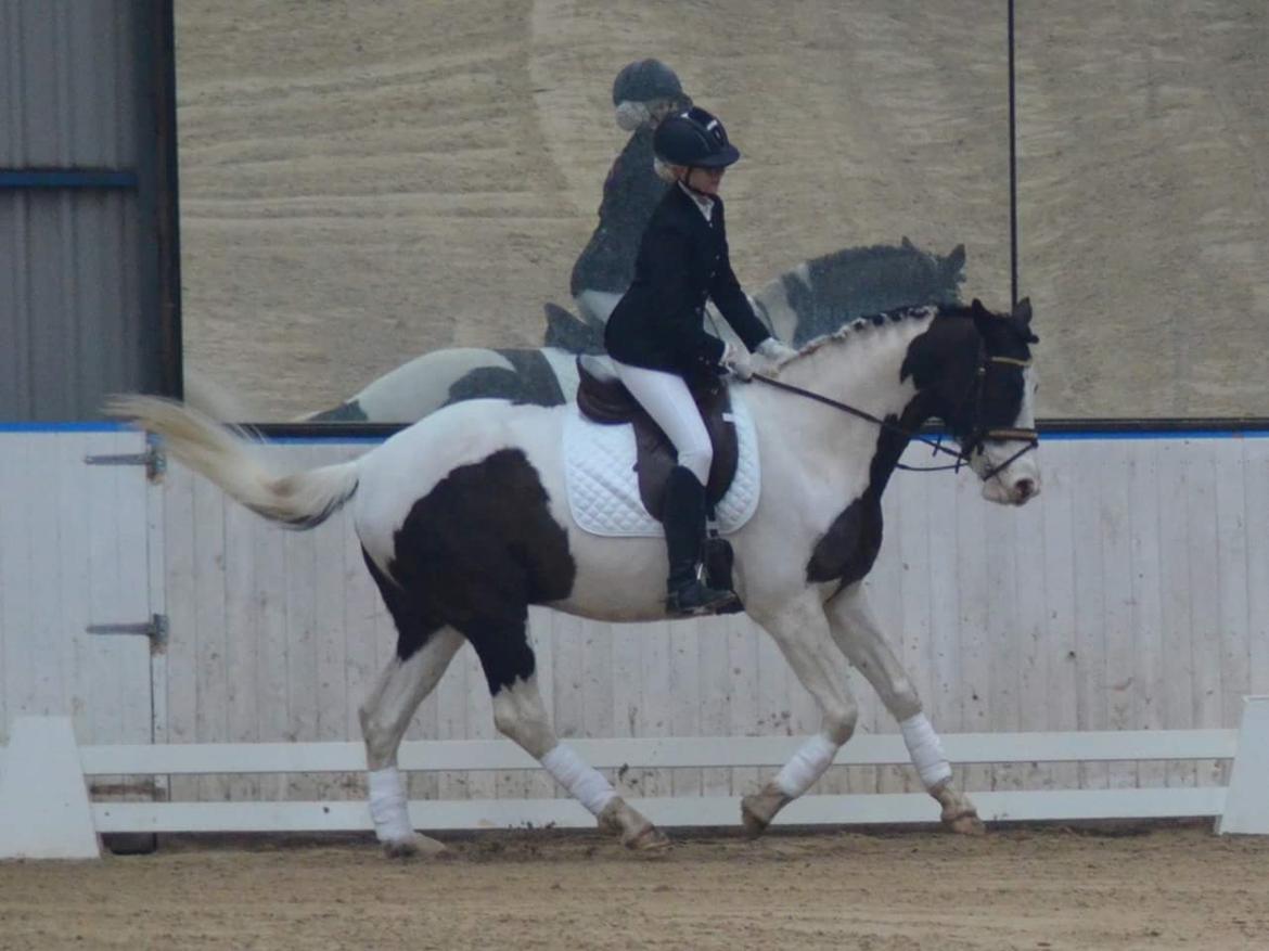 Pinto fighter billede 9