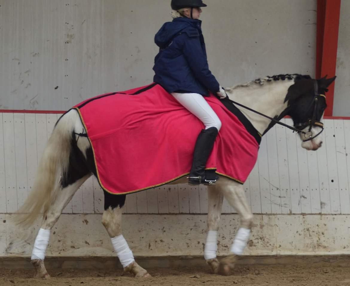 Pinto fighter billede 10