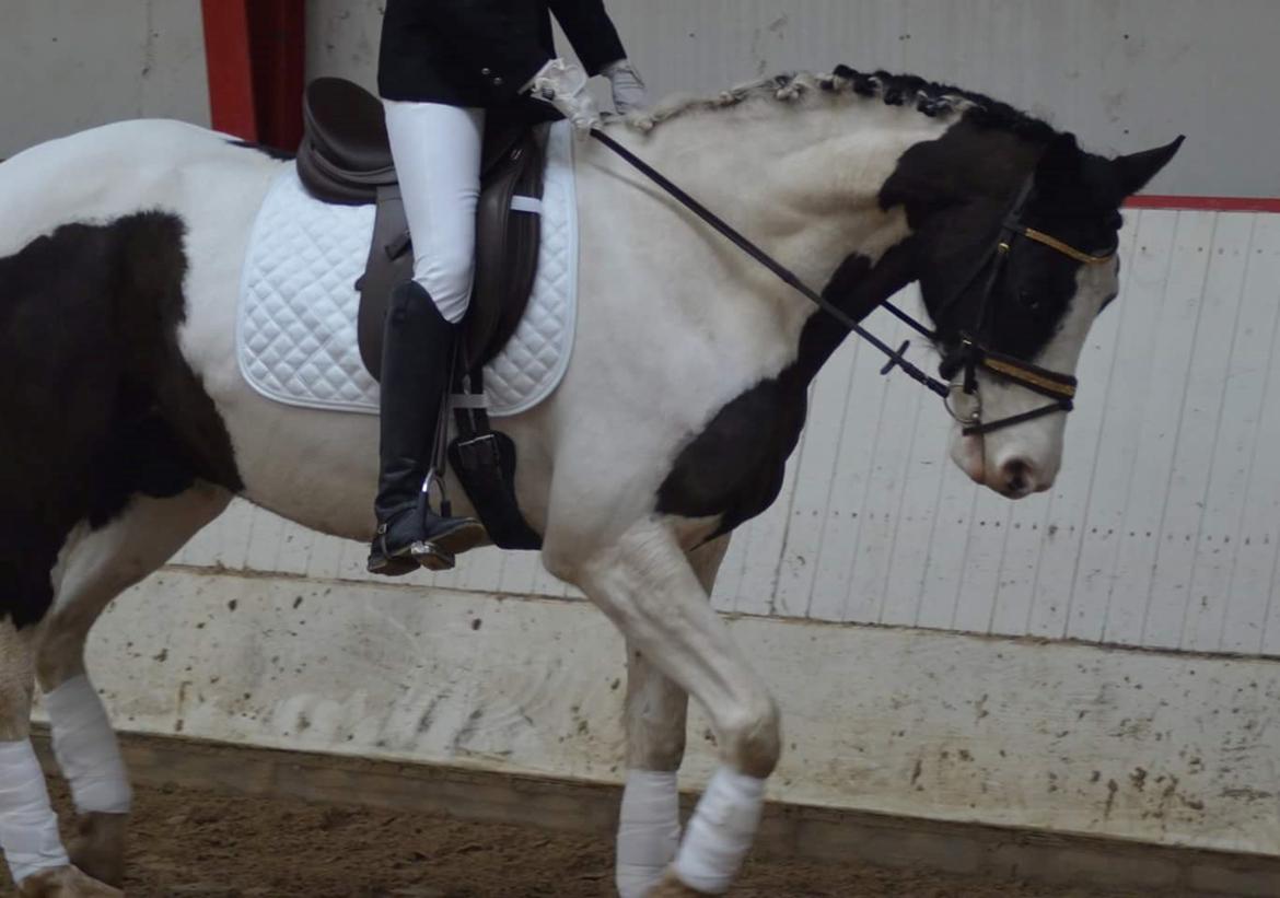 Pinto fighter billede 11